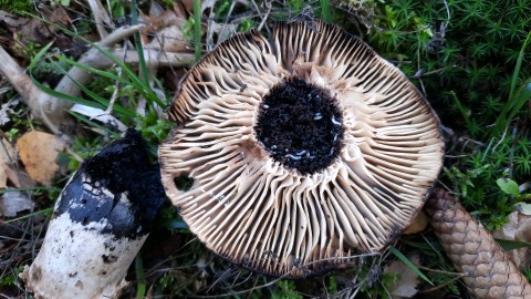 Russula nigricans