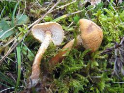 Cystoderma amianthinum