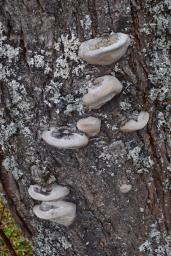 Phellinus pomaceus