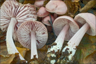 Mycena rosea