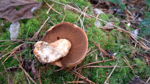 Suillus variegatus