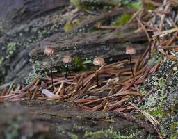 Gymnopus androsaceus