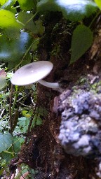 Volvariella caesiotincta