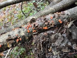 Sclerencoelia fascicularis