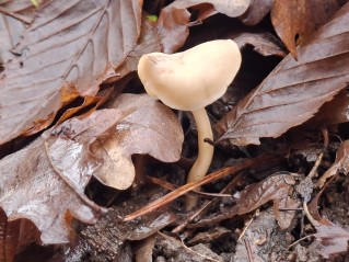 Helvella elastica