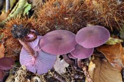 Laccaria amethystina