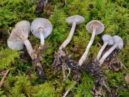 Rhizocybe pruinosa