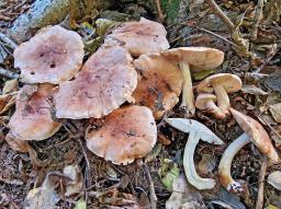 Tricholoma populinum