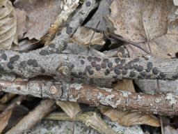 Dialonectria diatrypicola