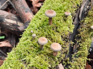 Lentinus substrictus