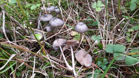 Entoloma carneogriseum