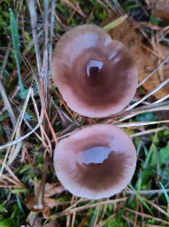 Pseudoclitocybe expallens