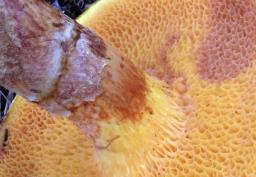 Suillus tridentinus