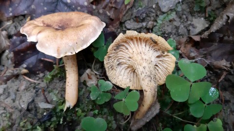 Cantharellus amethysteus