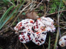 Hydnellum peckii