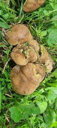 Hortiboletus bubalinus