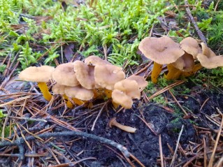 Craterellus tubaeformis