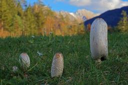 Coprinus comatus