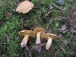 Suillus variegatus