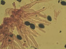 Panaeolus rickenii