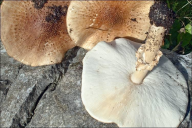 Echinoderma asperum