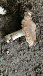 Lactarius ruginosus