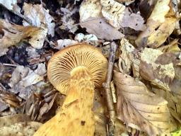 Aureonarius callisteus