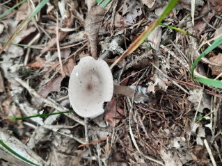 Ampulloclitocybe clavipes