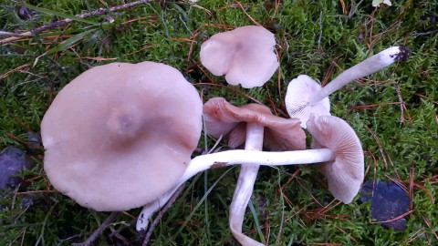 Entoloma rhodopolium