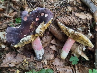 Russula olivacea