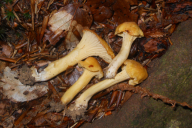 Cantharellus amethysteus