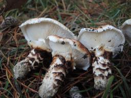 Tricholoma caligatum