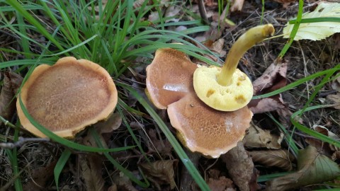 Xerocomus subtomentosus