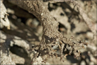 Pseudevernia furfuracea var. furfuracea