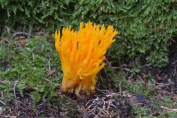 Calocera viscosa