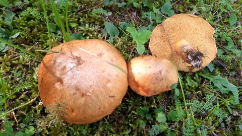 Suillus granulatus