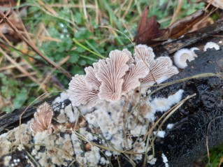 Schizophyllum commune