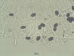 Typhrasa gossypina