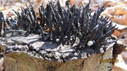 Xylaria hypoxylon