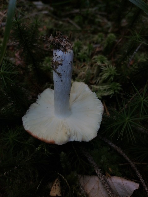 Russula decolorans