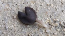 Helvella atra