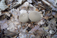 Lycoperdon perlatum