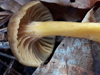 Craterellus tubaeformis