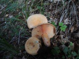 Lactarius salmonicolor