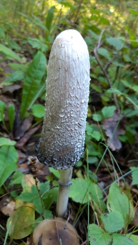 Coprinus comatus