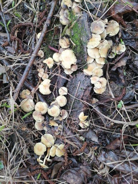 Hypholoma fasciculare