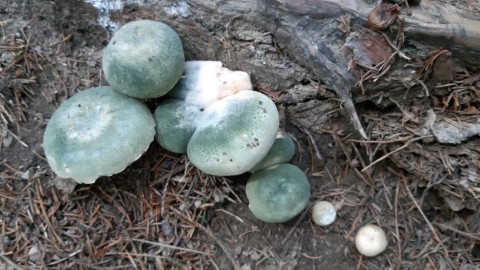 Russula virescens