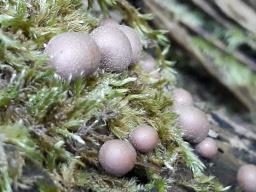 Lycogala epidendrum