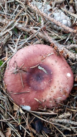 Russula vesca