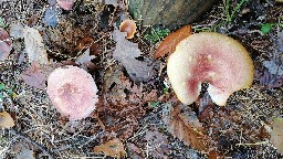 Tricholomopsis rutilans